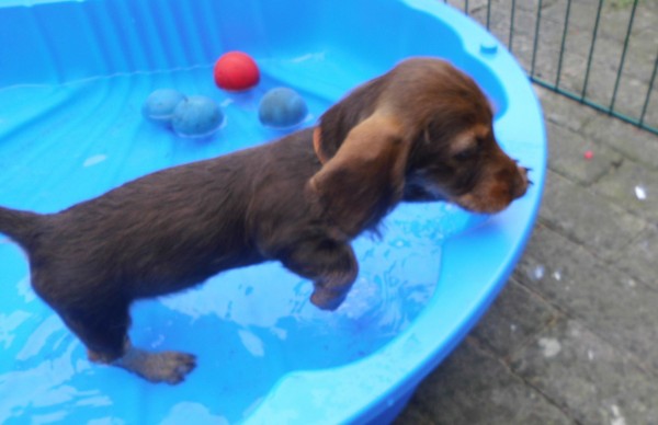 Entwicklung des C- Wurfes - Rauhaarteckel vom Schlangenspring